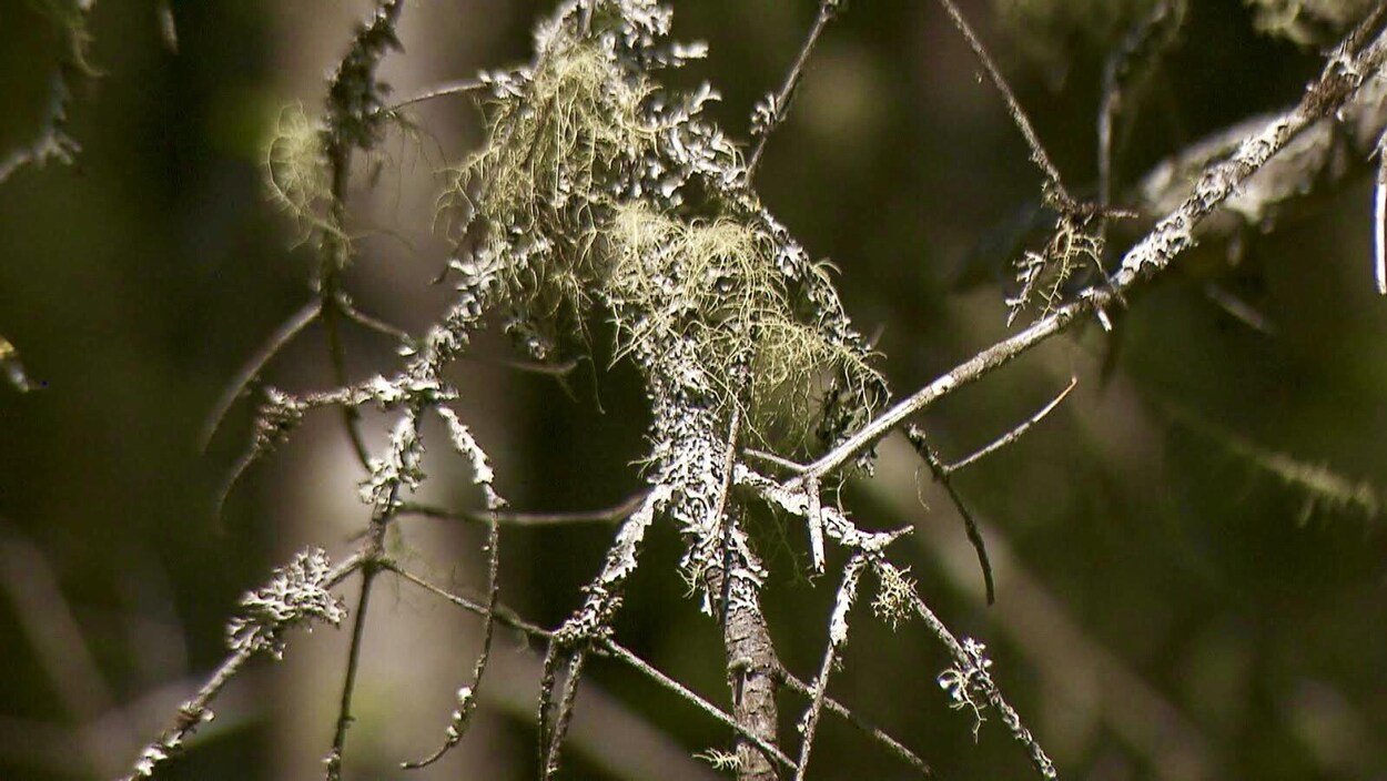 Une branche morte avec du lichen