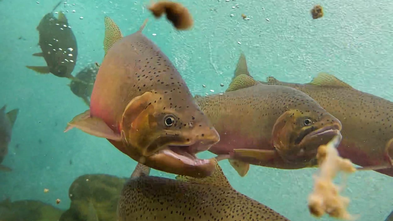 Une espèce de poisson menacée est de retour dans les eaux de Banff