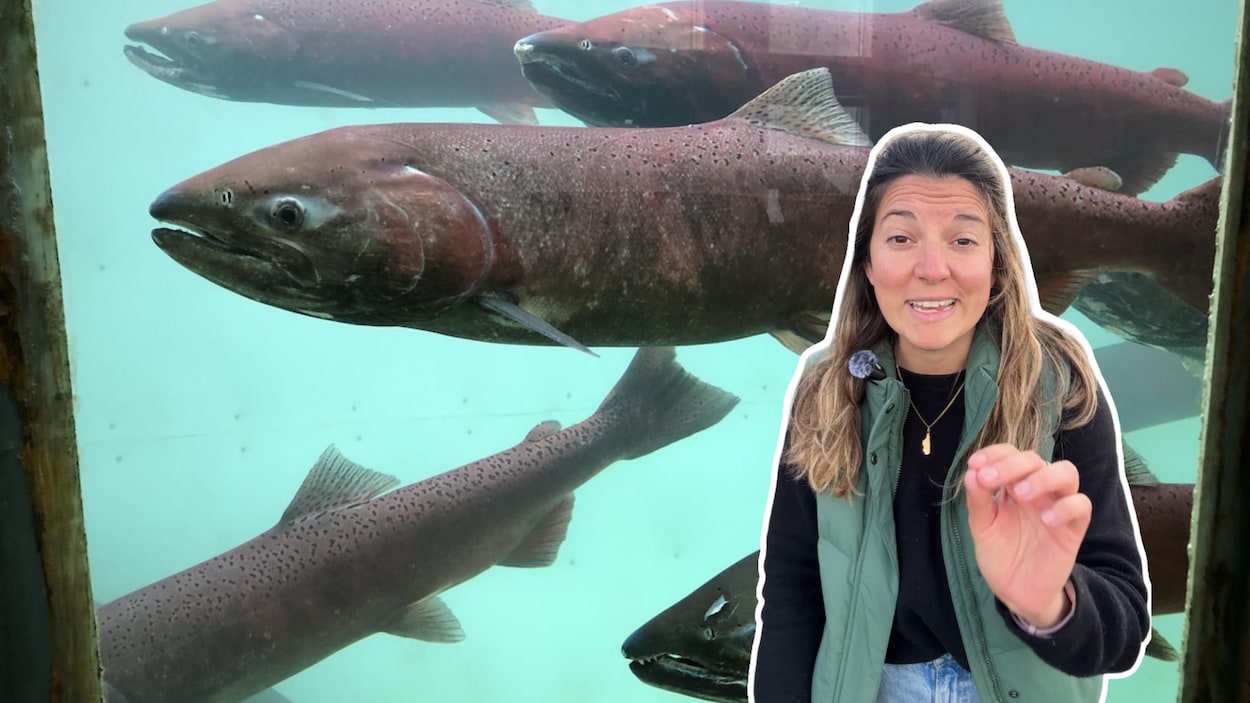 Un peu d’espoir pour le saumon chinook?