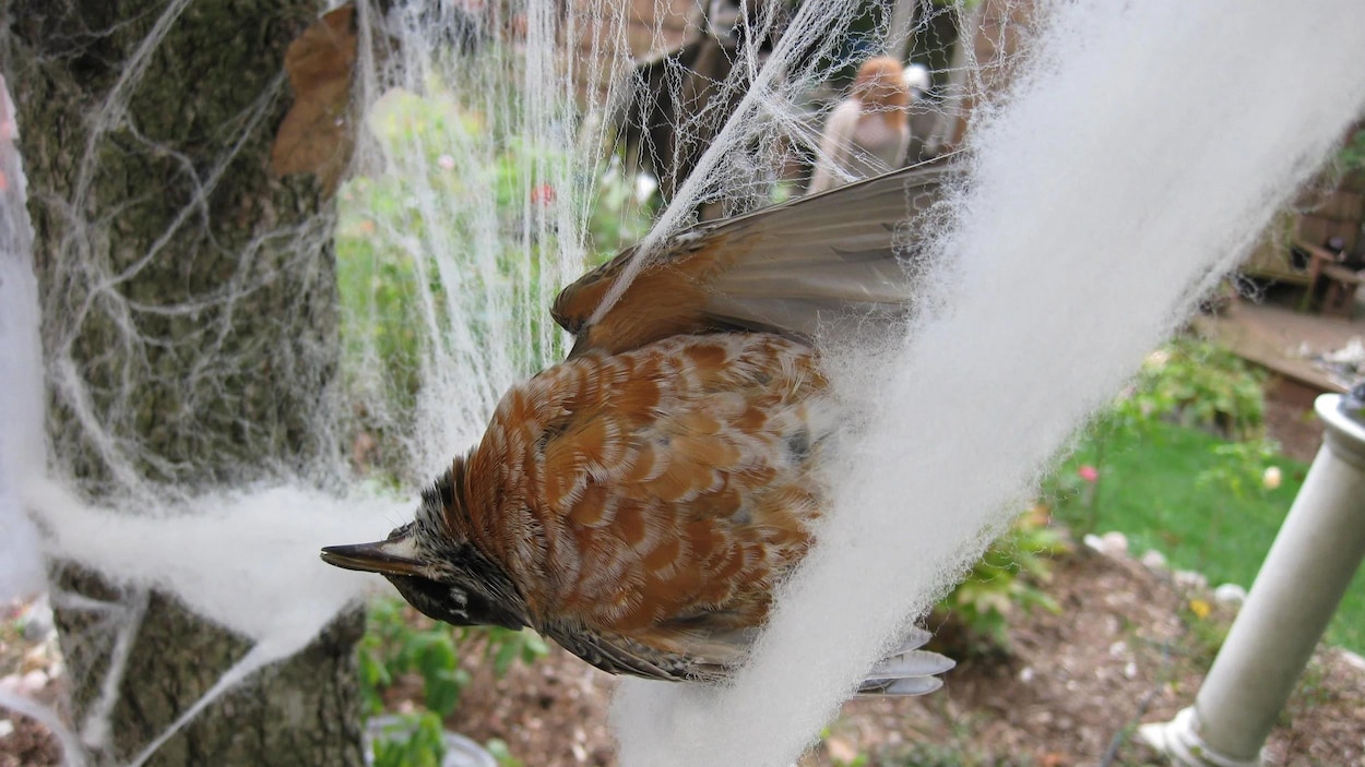 Halloween : ces décorations dangereuses pour les oiseaux