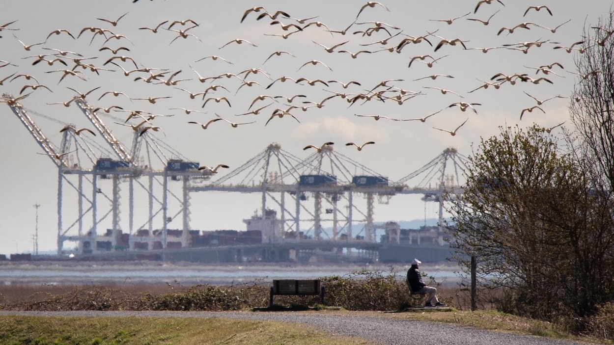 Ottawa veut accélérer l’agrandissement du port de Vancouver, des écologistes inquiets