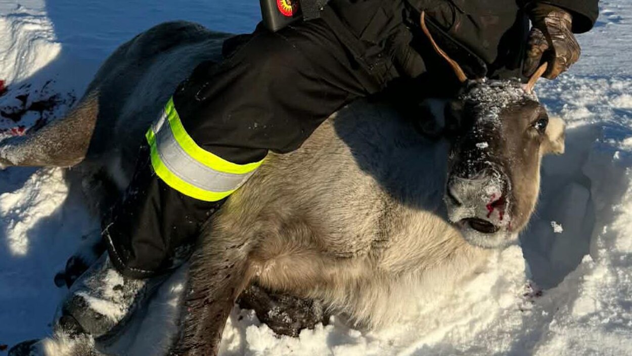 Les Innus défendent leur chasse traditionnelle au caribou