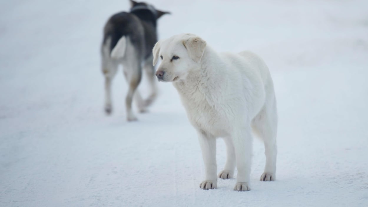 Inquiète, Unamen Shipu va abattre des chiens errants