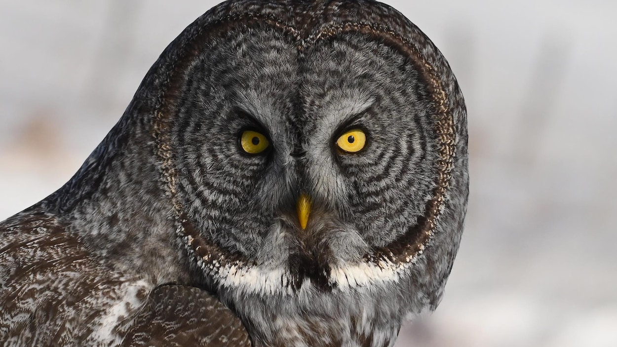 Irruption de chouettes lapones sur la Côte-Nord