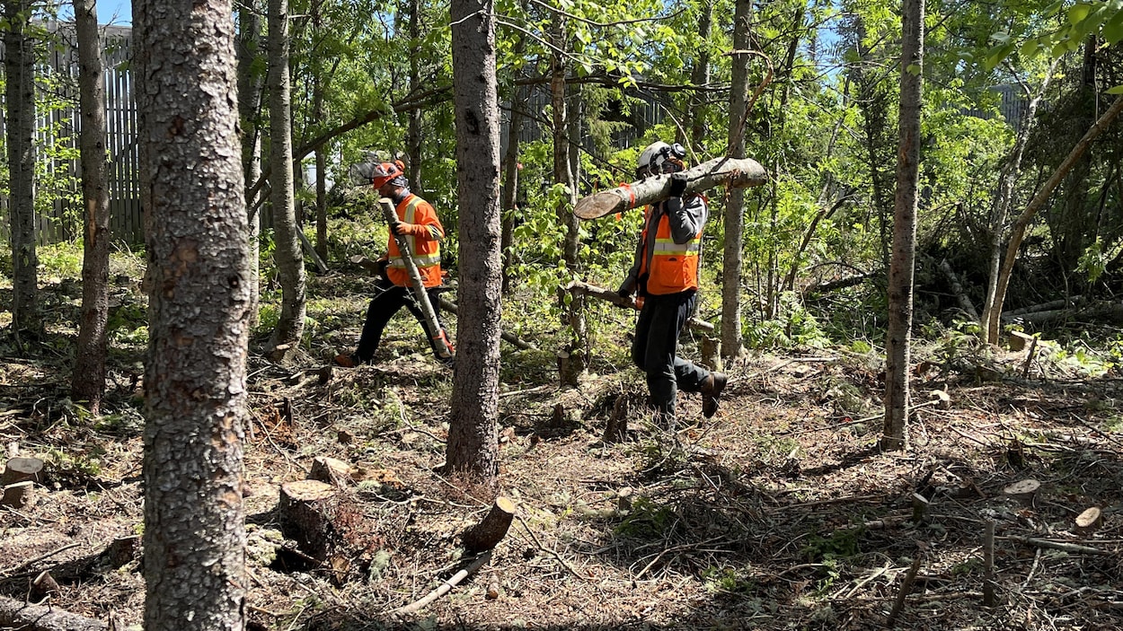 Des travaux forestiers dans la Manicouagan pour prévenir des feux de forêt