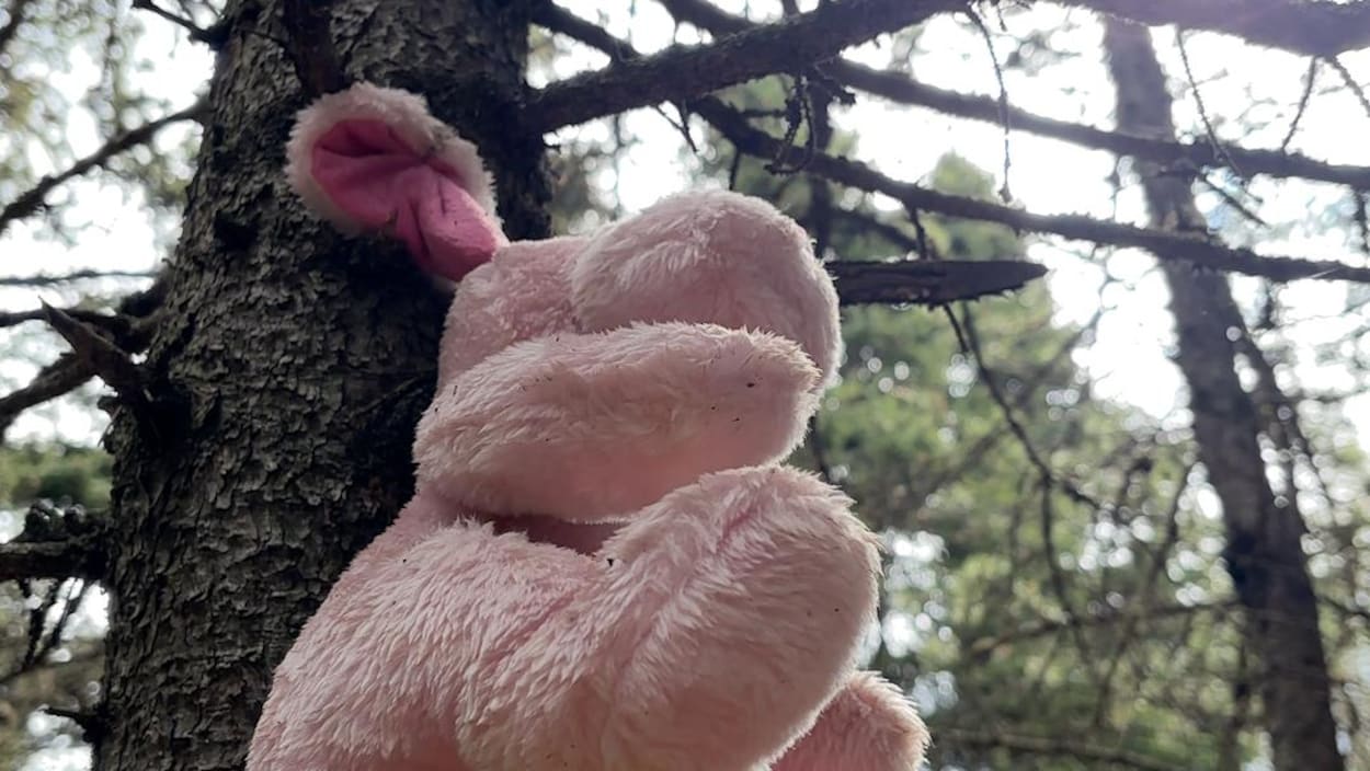 Les toutous de la discorde dans un parc de Sept-Îles