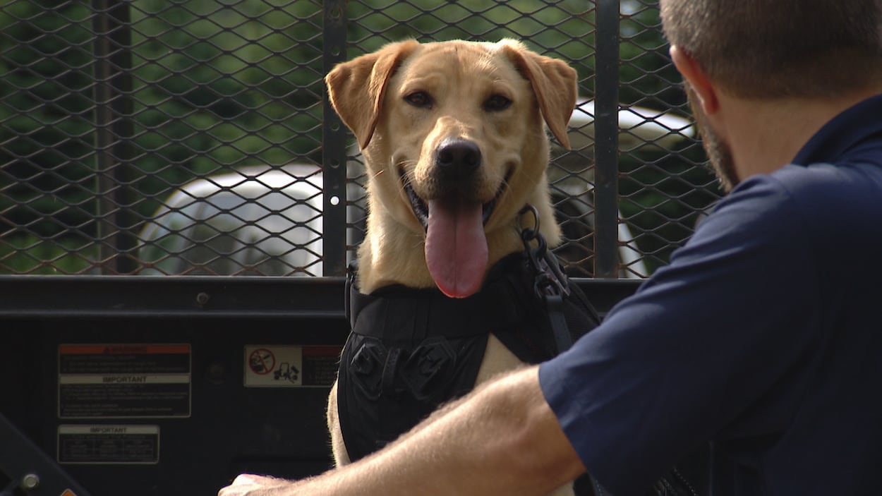 Tilly, la chienne qui traque les espèces envahissantes
