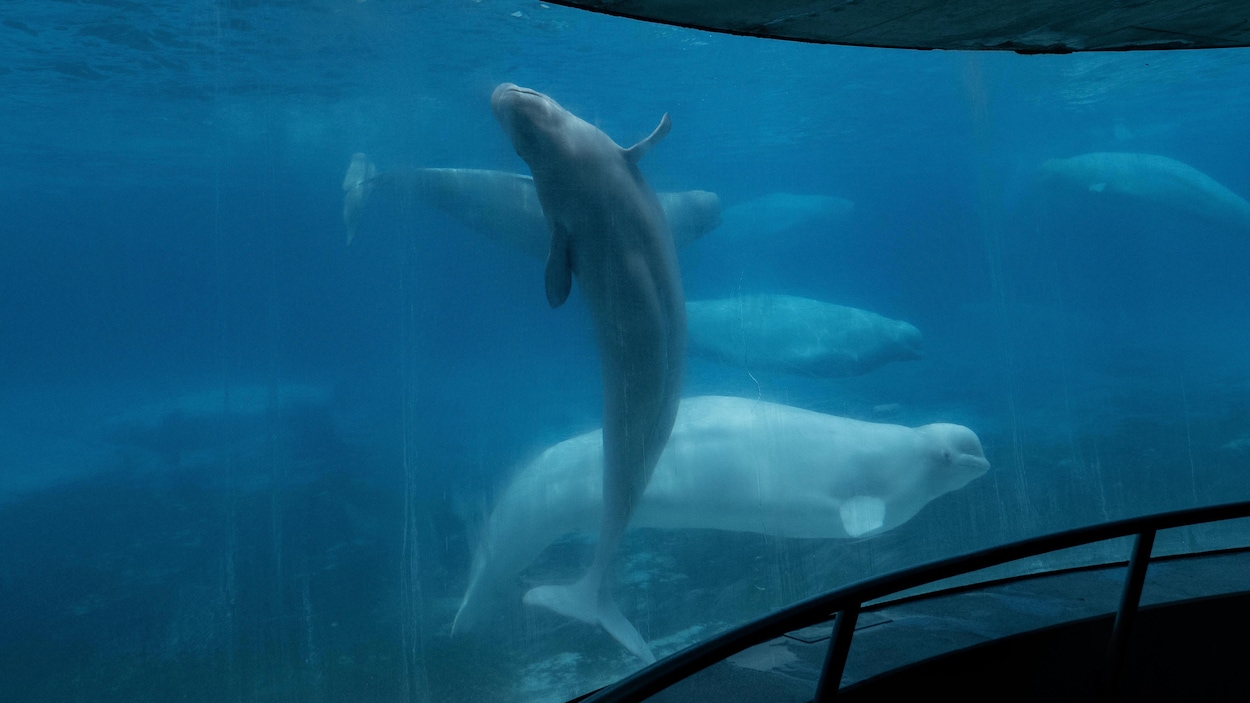 Les 30 bélugas de Marineland bientôt à l’étranger?