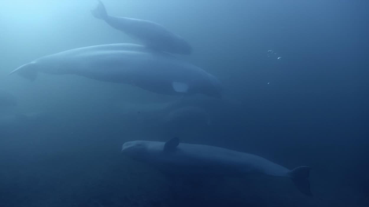 L'énigme des bélugas