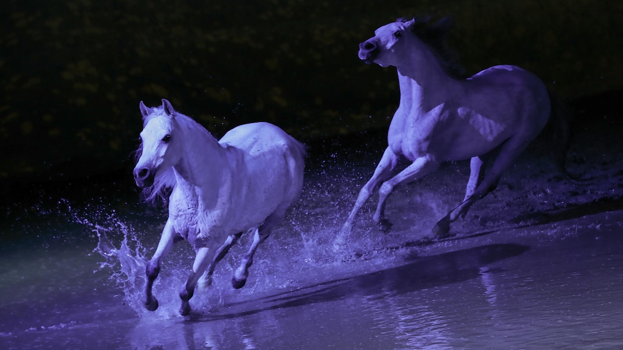 Deux chevaux courent dans l'eau.