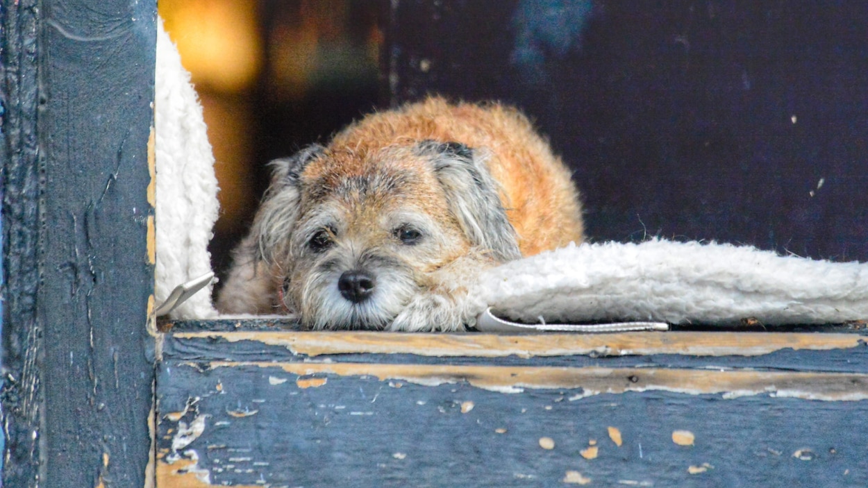 Animaux de compagnie : la victoire d’une locataire fera-t-elle boule de neige?