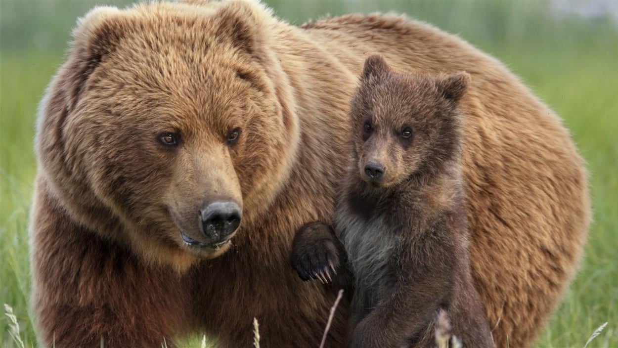 Pas de recensement, mais un pas de plus pour le suivi des grizzlis en Alberta