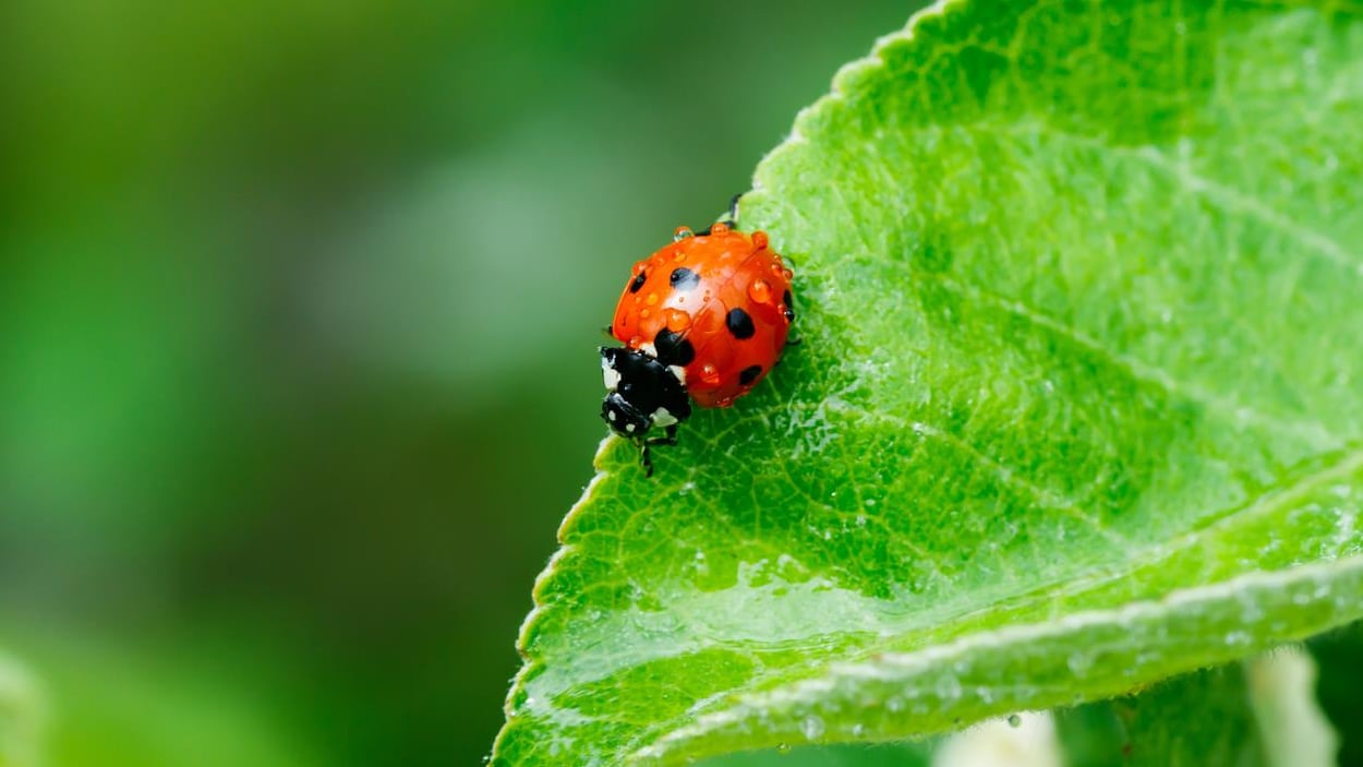 La population de coccinelles pourrait diminuer à cause des changements climatiques