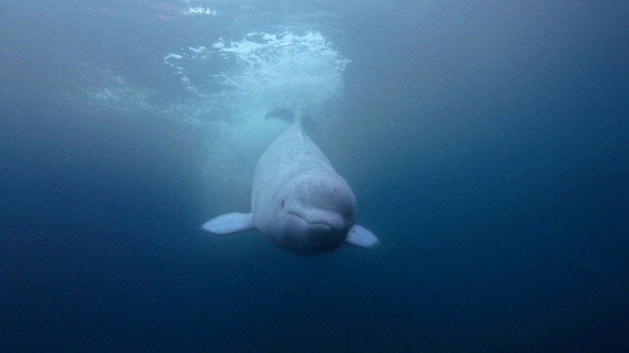 Un béluga sous l'eau.