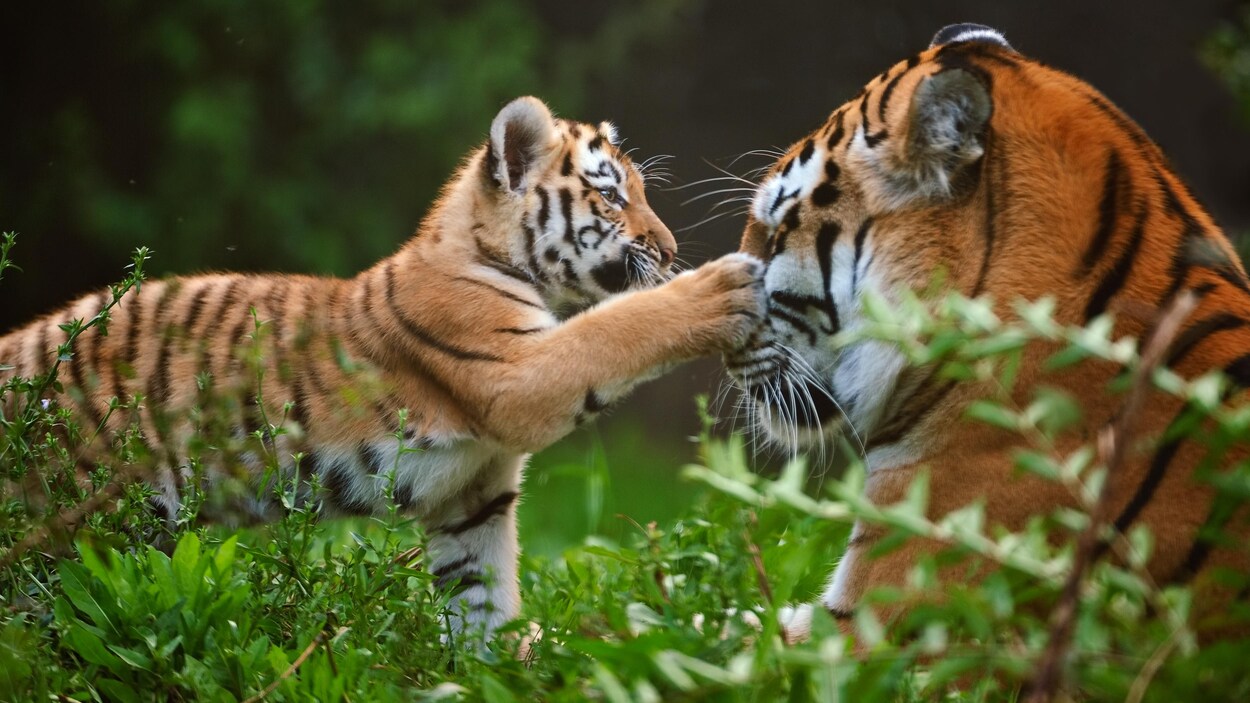 Un bébé tigre joue avec sa mère.