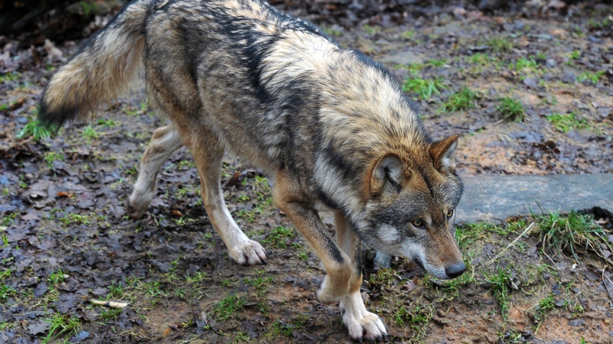 Un loup eurasen dans son enclos au Wildpark Schloss Tambach à Tambach, dans le sud de l'Allemagne, le 22 janvier 2012.