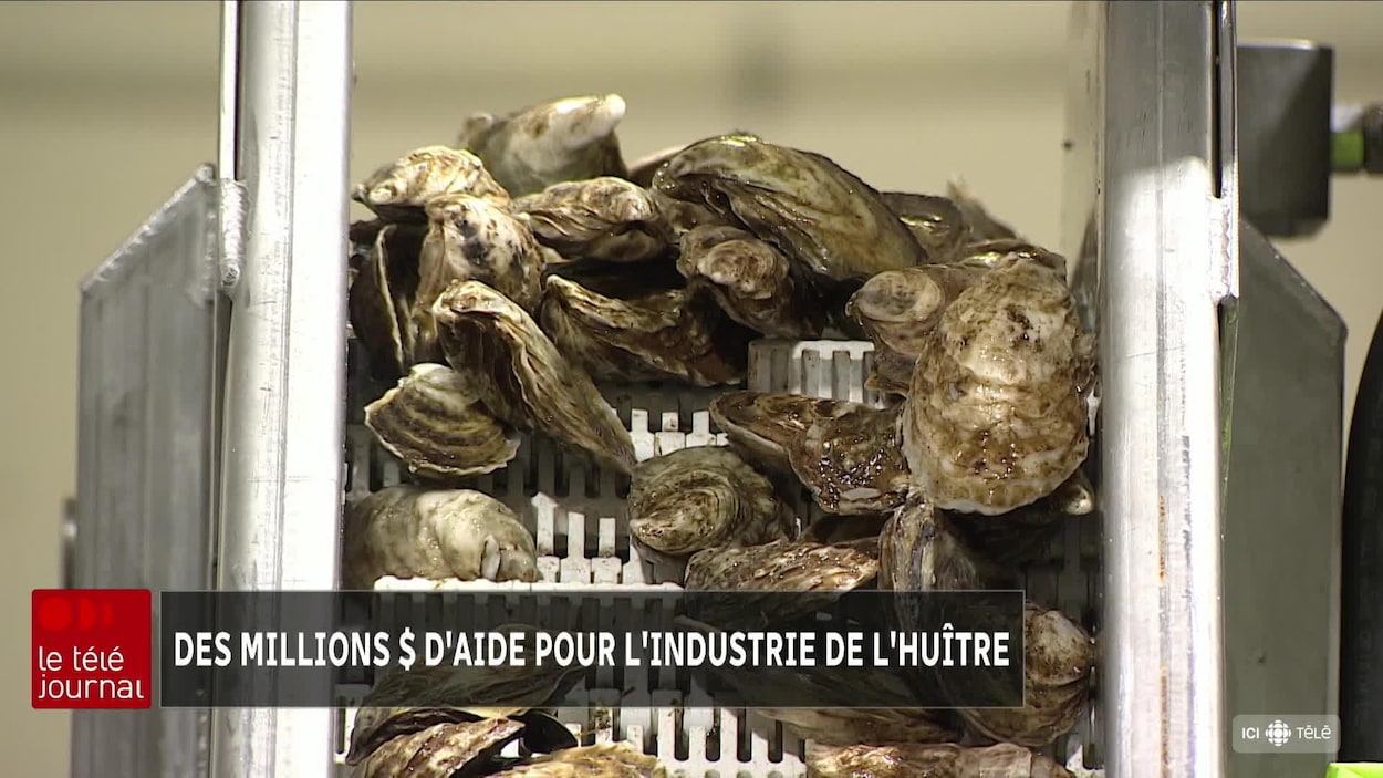 Des programmes pour aider les producteurs d'huîtres au Nouveau-Brunswick