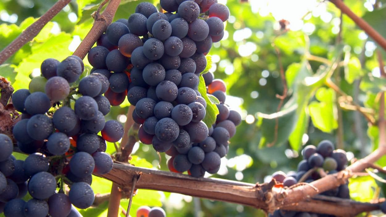 Une grappe de raisin dans un vignoble