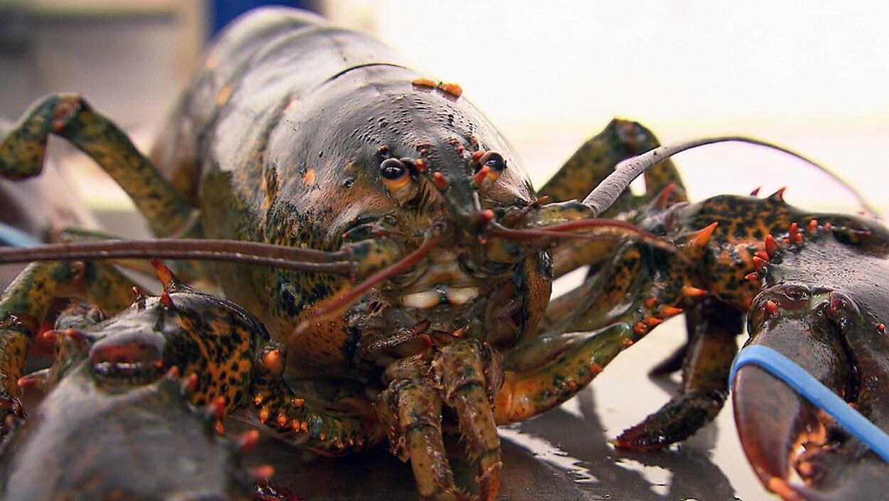 Un homard vivant en très gros plan. Un homard vivant en très gros plan.