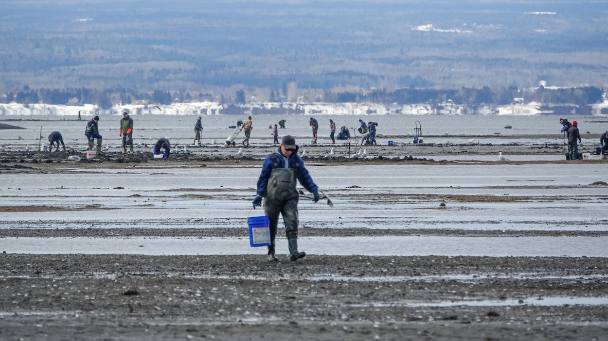 Un petit pas vers le retour de la pêche aux coques