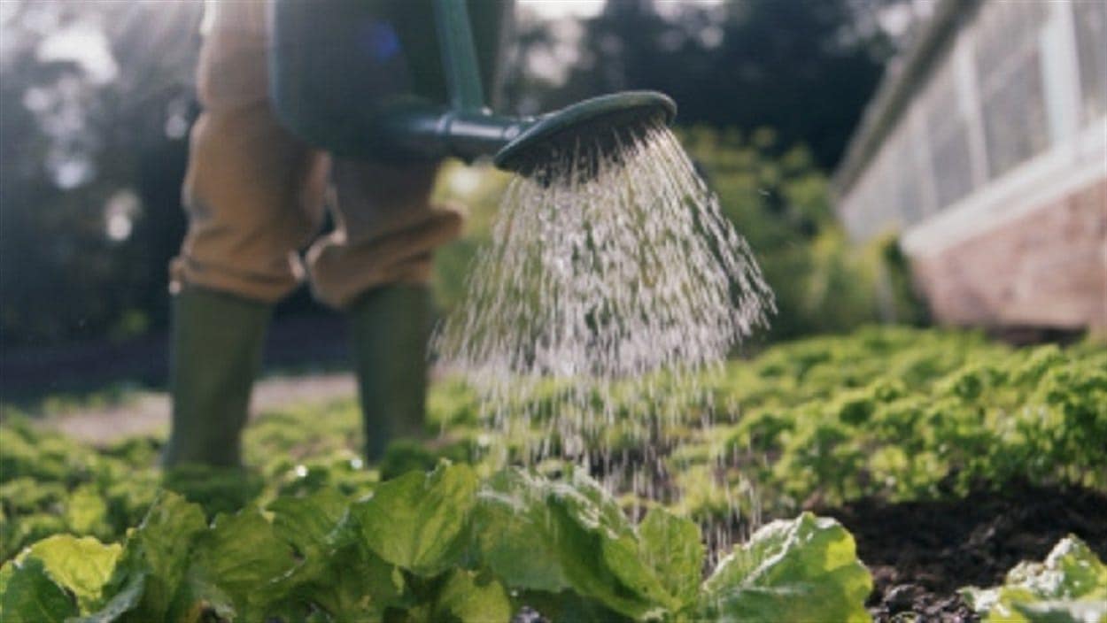 Un jardinier arrose ses plantes Un jardinier arrose ses plantes