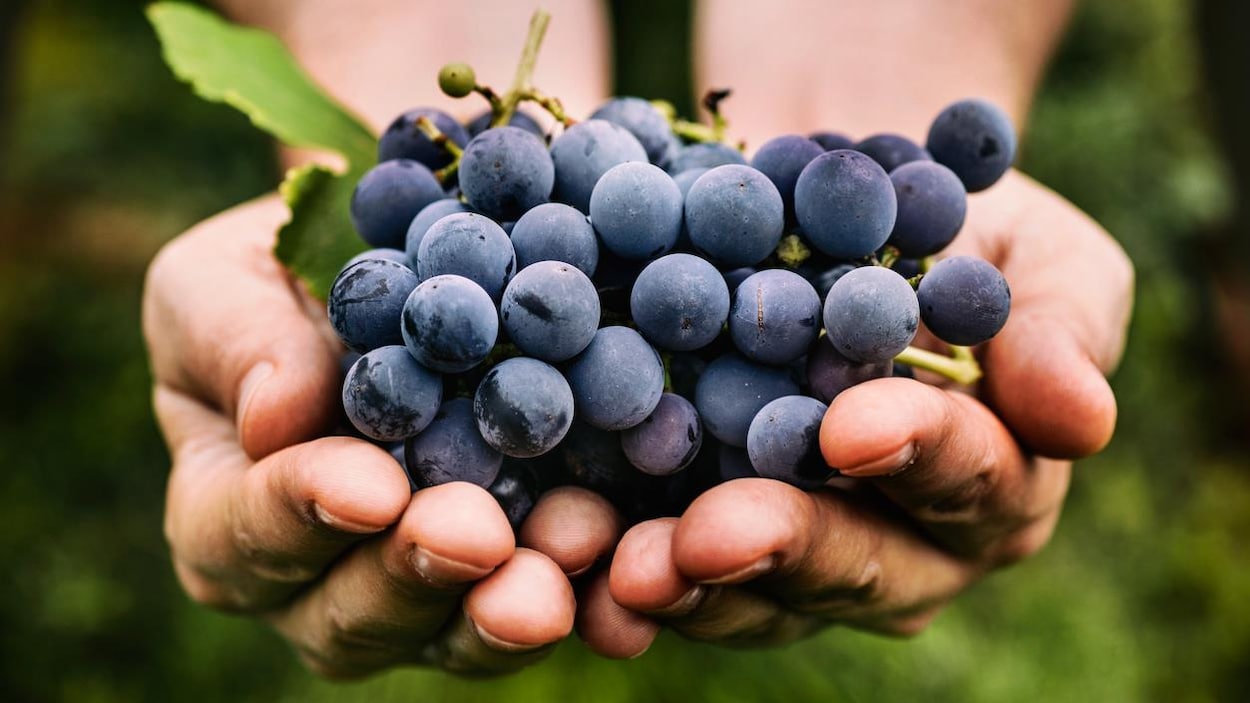 Des raisins qui serviront à faire du vin Des raisins qui serviront à faire du vin