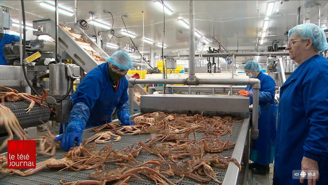 Le quota de pêche au crabe diminue
