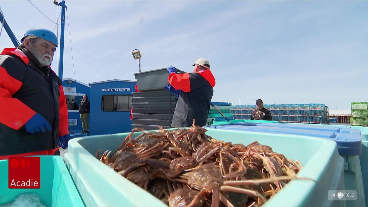 Crabe des neiges : les clients sont au rendez-vous