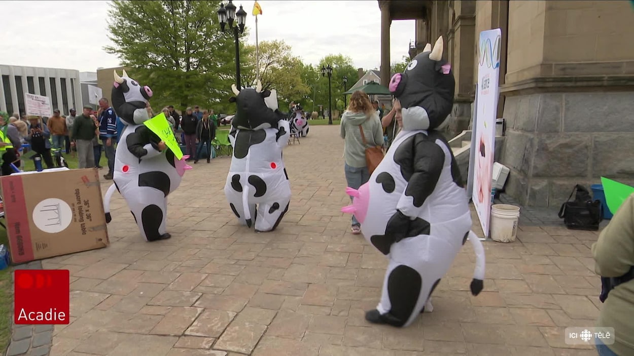 Services vétérinaires : les agriculteurs manifestent à Fredericton