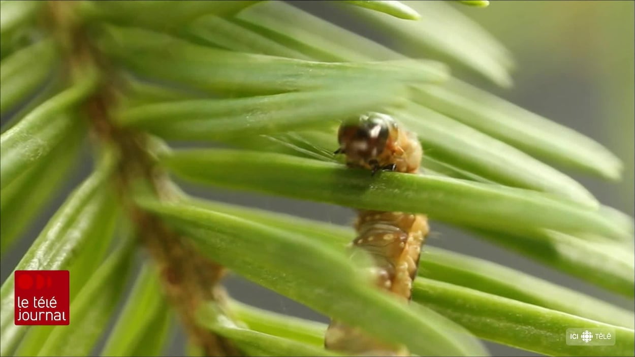 Offensive contre la tordeuse des bourgeons de l'épinette