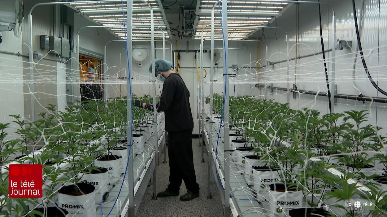 Le marché noir du cannabis toujours important au N.-B.