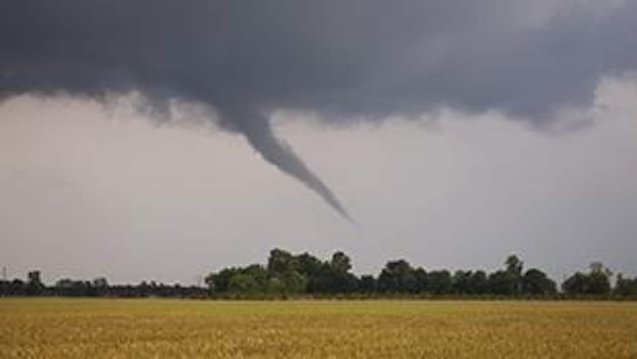 Une tornade s'abat dans un champ.