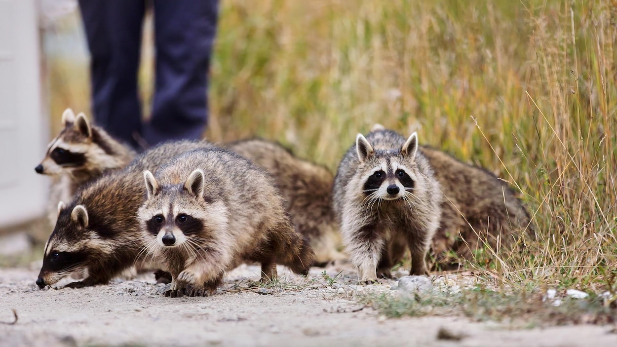Progression de la rage chez les ratons laveurs en Montérégie