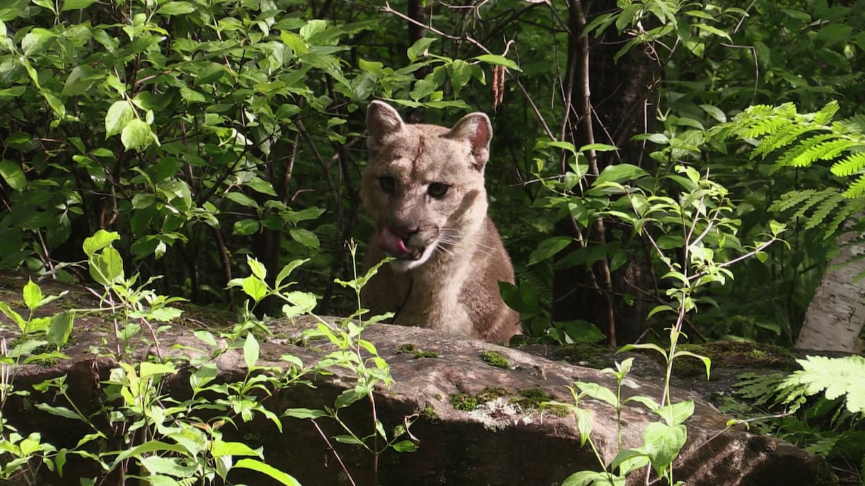 L'animal se lèche les babines dans la forêt canadienne (archives).