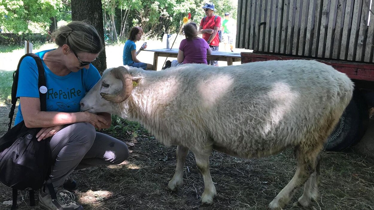 Une dame caresse un mouton au parc
