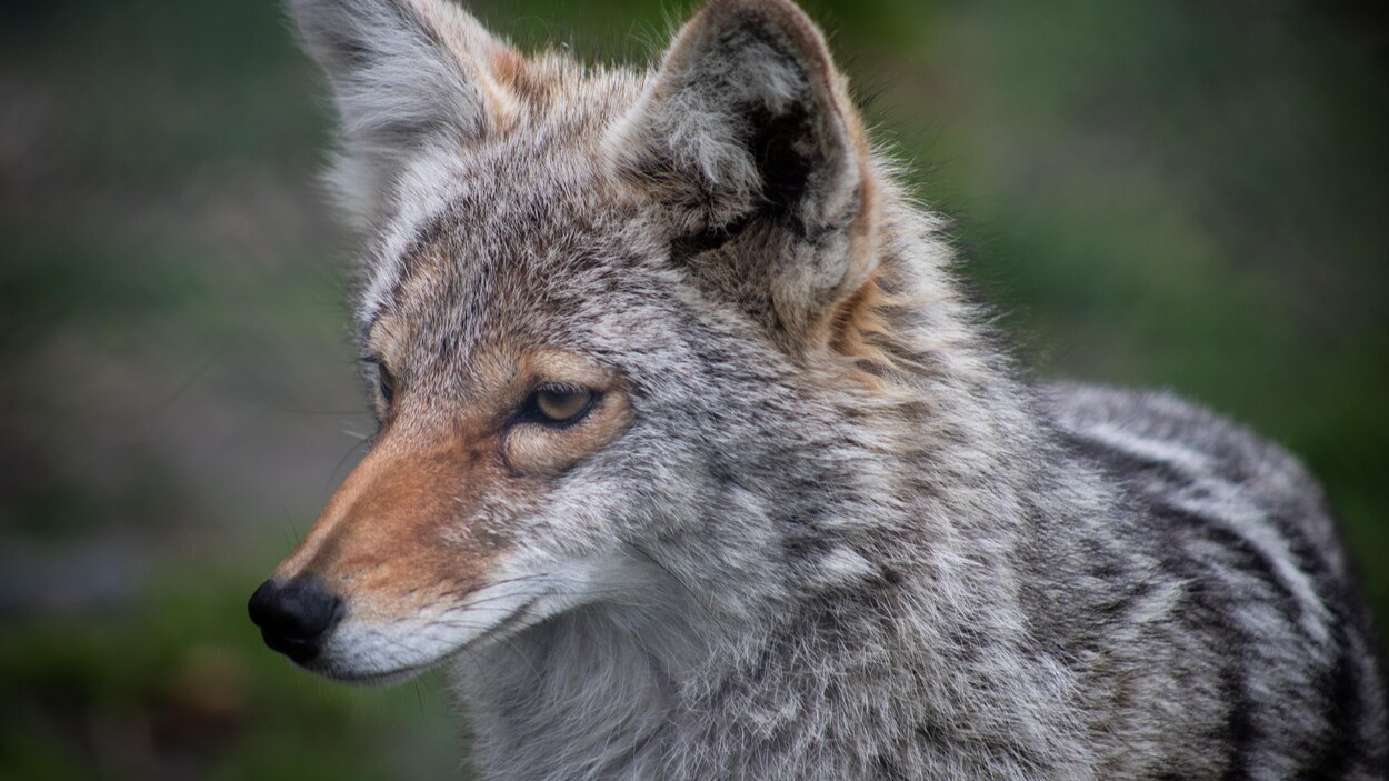 Parcs Canada abat un coyote après qu’un visiteur a été mordu au Cap-Breton