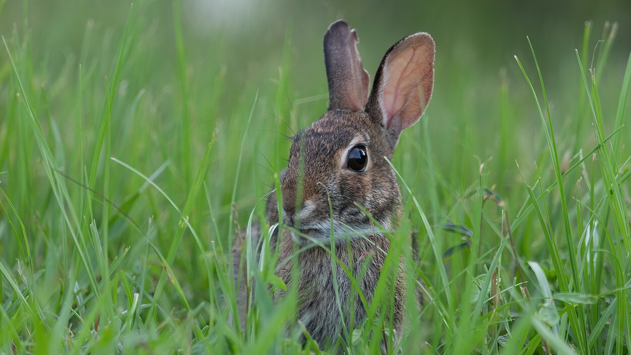 Deadly disease could affect rabbits on Vancouver Island