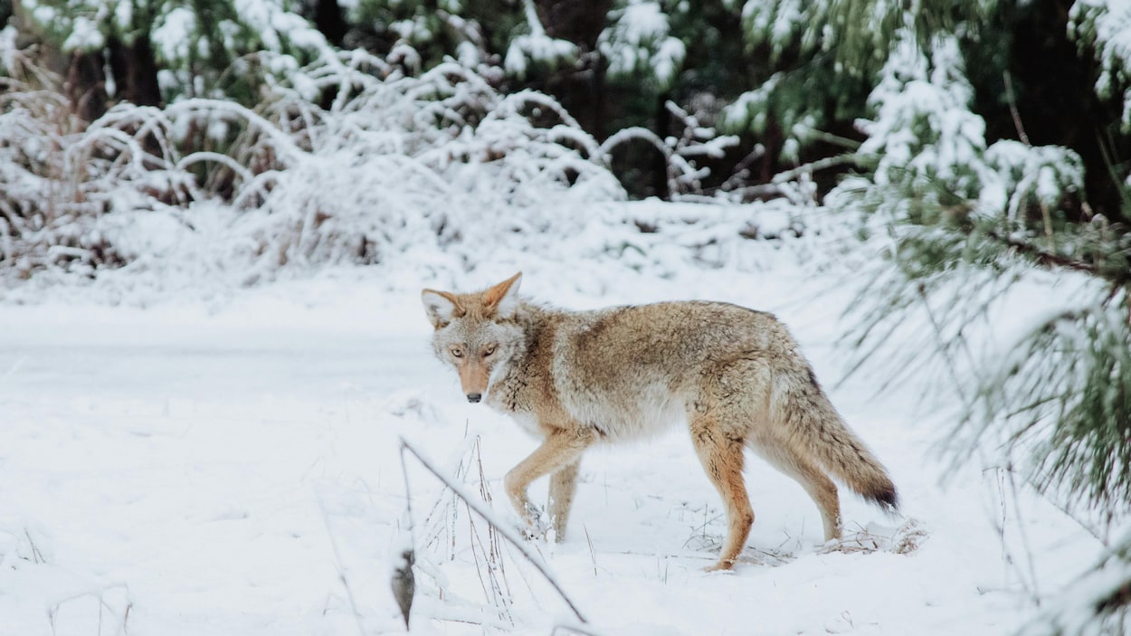 Appel à la prudence pendant la reproduction des coyotes