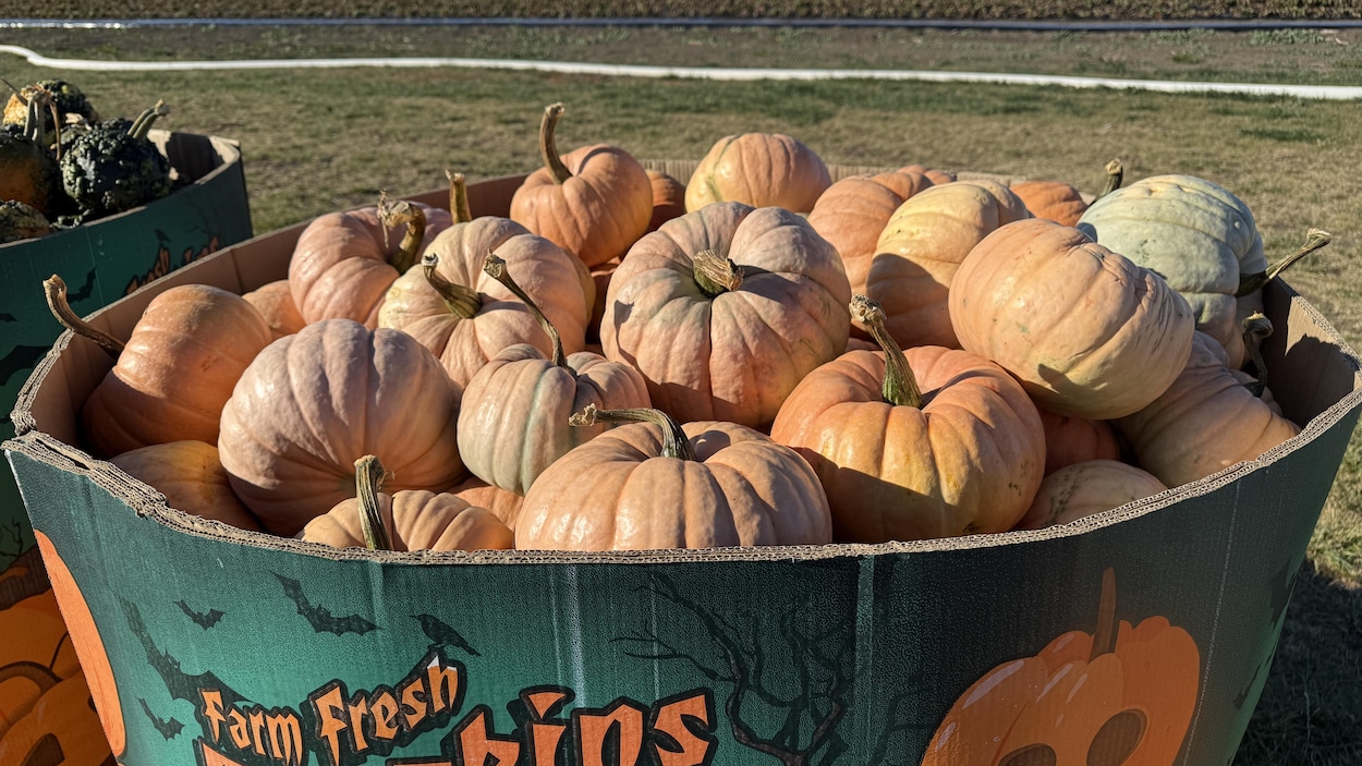 Des citrouilles pour octobre rose