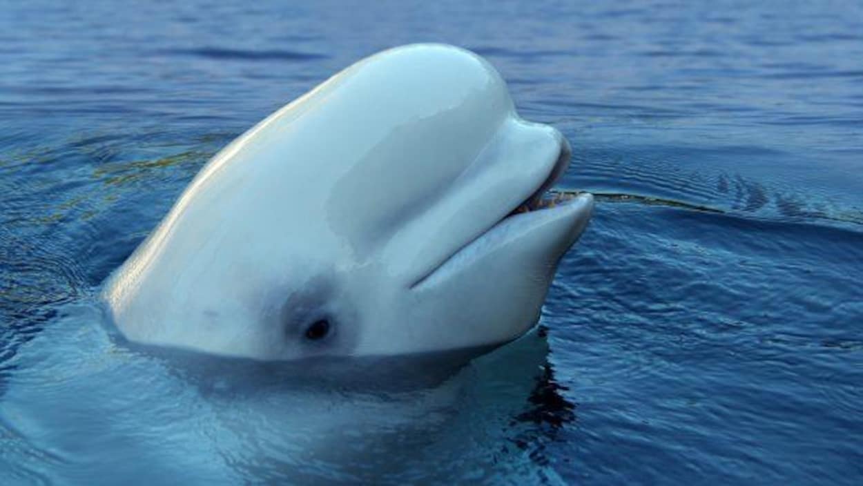 Beluga