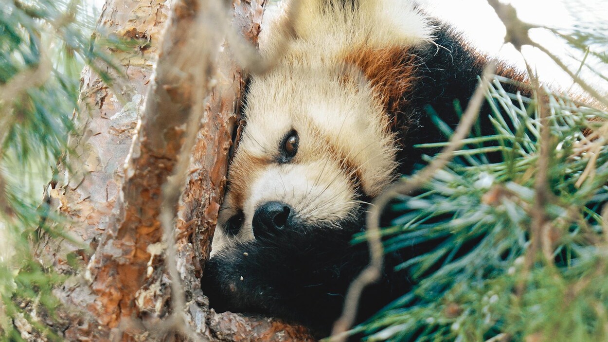 Un panda roux dans un arbre