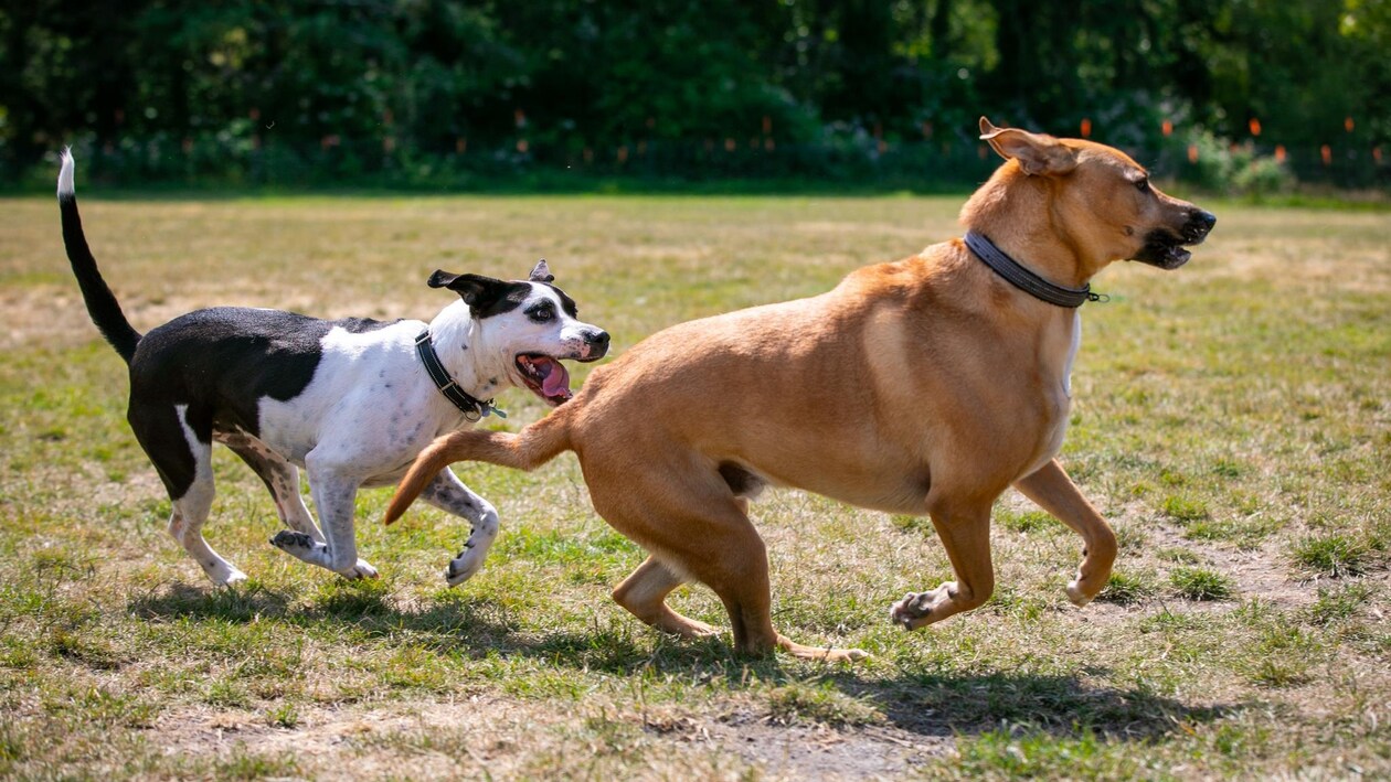 Deux chiens courent dans un parc.