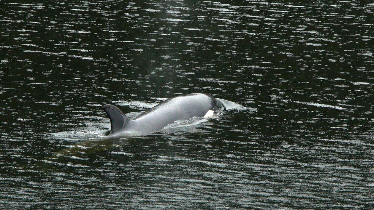 L'orque coincée dans un lagon de Zeballos, sur l'île de Vancouver, le 12 avril 2024. 