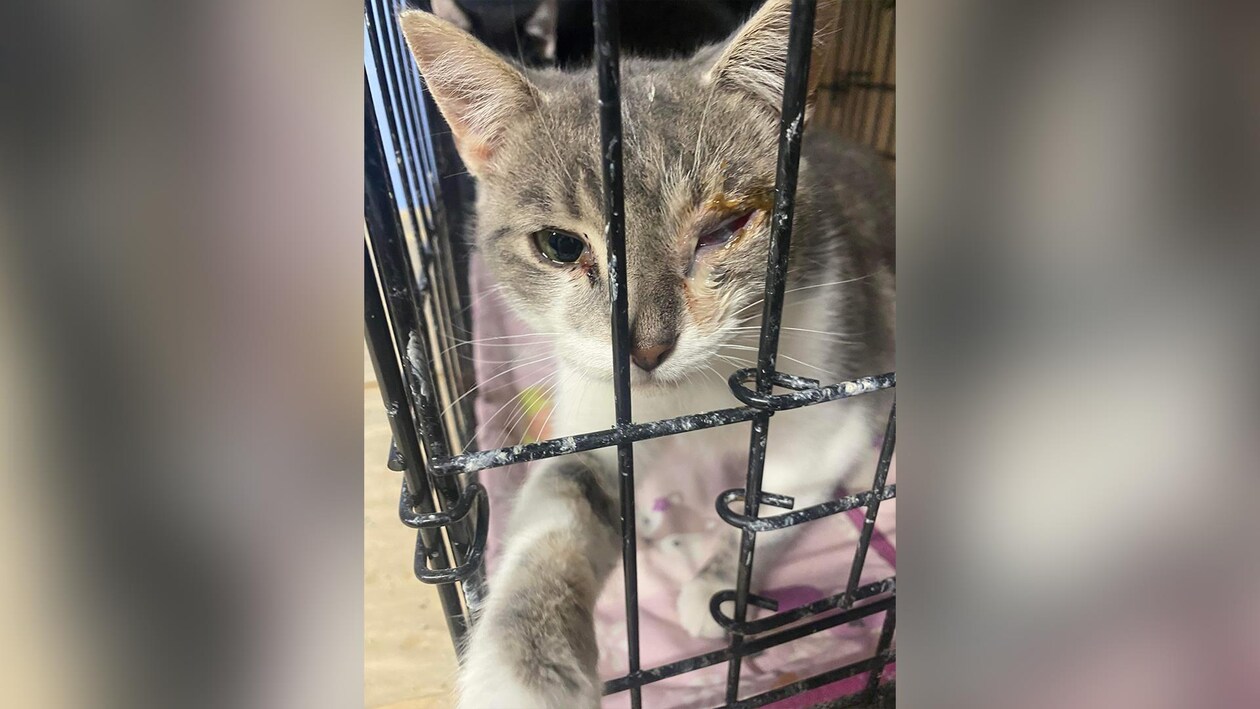 Un chat avec des blessures dans une cage.