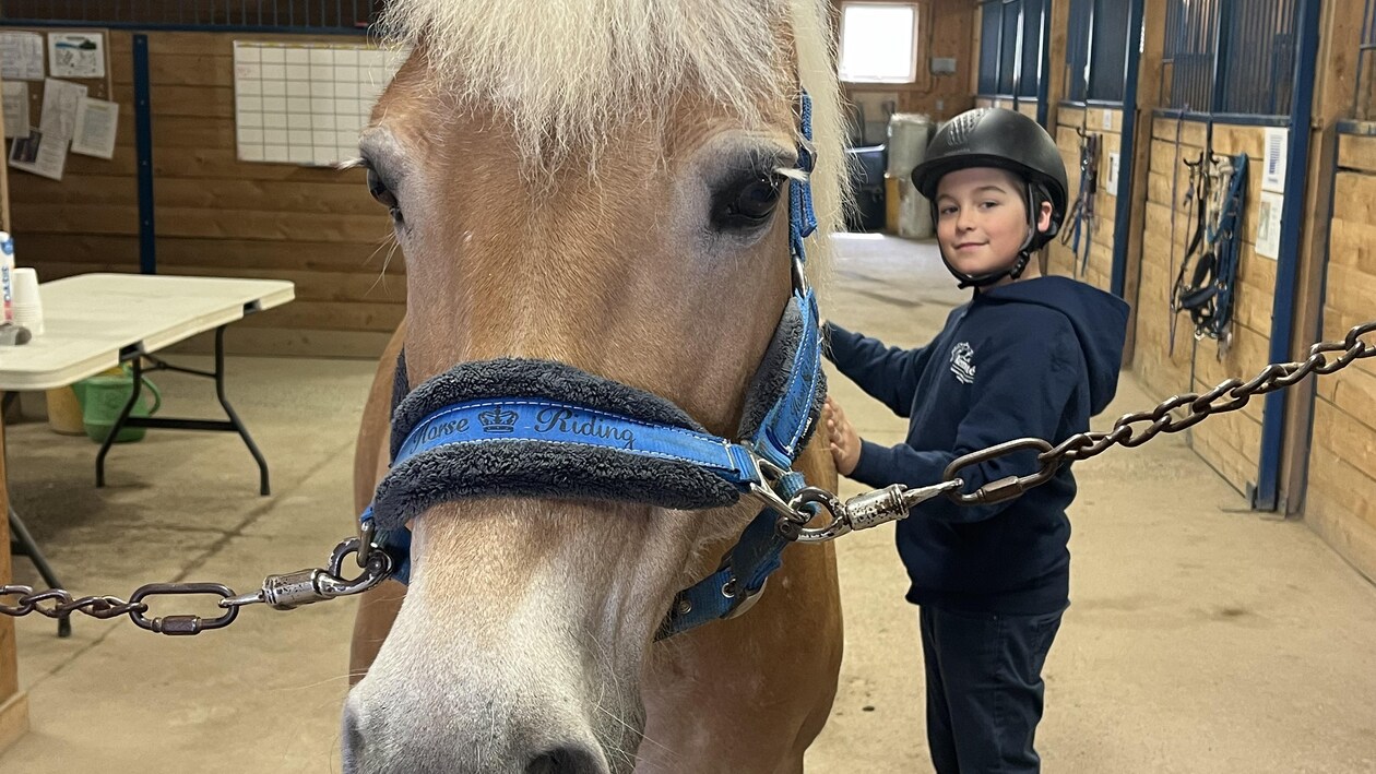 Un petit garçon avec un casque d'équitation flatte un cheval. Le cheval est au centre de la photo, il regarde l'objectif.