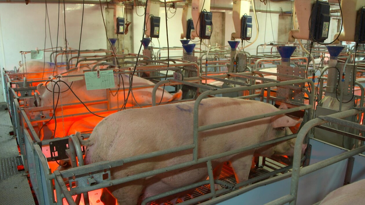 le-porc-bien-lev-la-semaine-verte