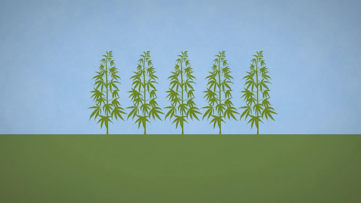 image infographique de plant de cannabis dans un champ.