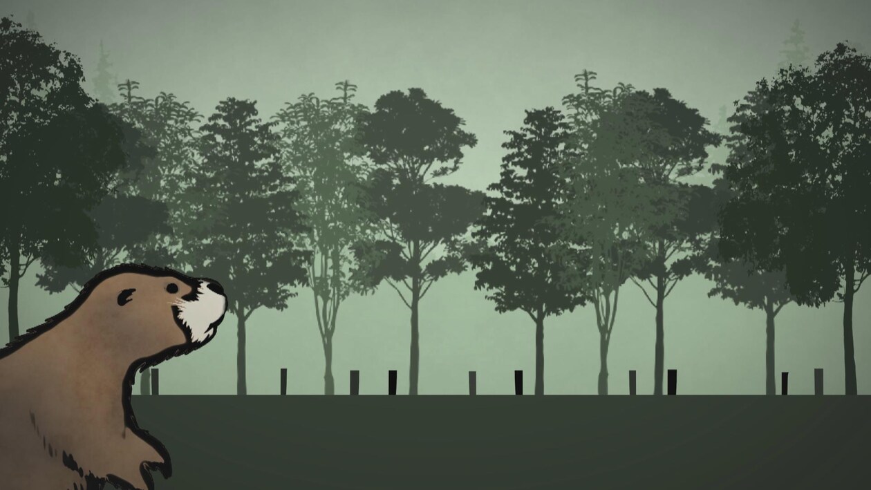 Images infographique d'un castor en bordure d'une forêt.
