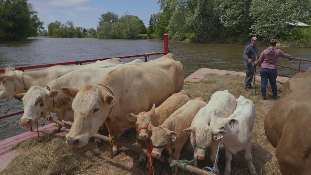 Des vaches et leurs veaux sur une barge qui traverse la rivière.