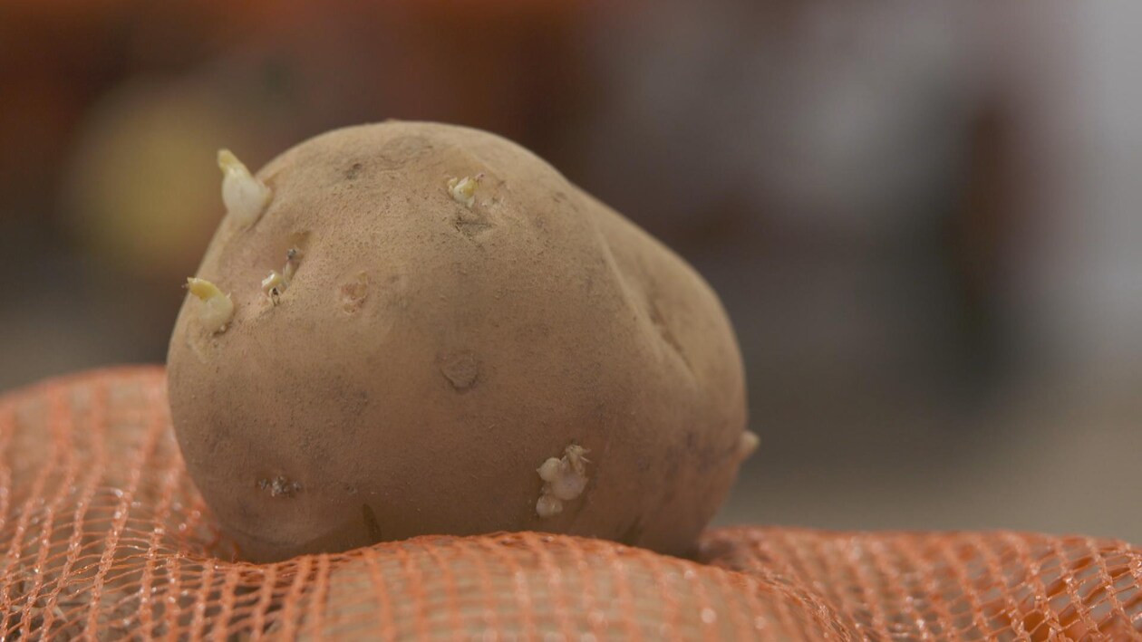 De contre la germination des pommes de terre La semaine verte — free download